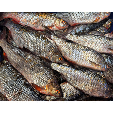 Плотва охлажденная